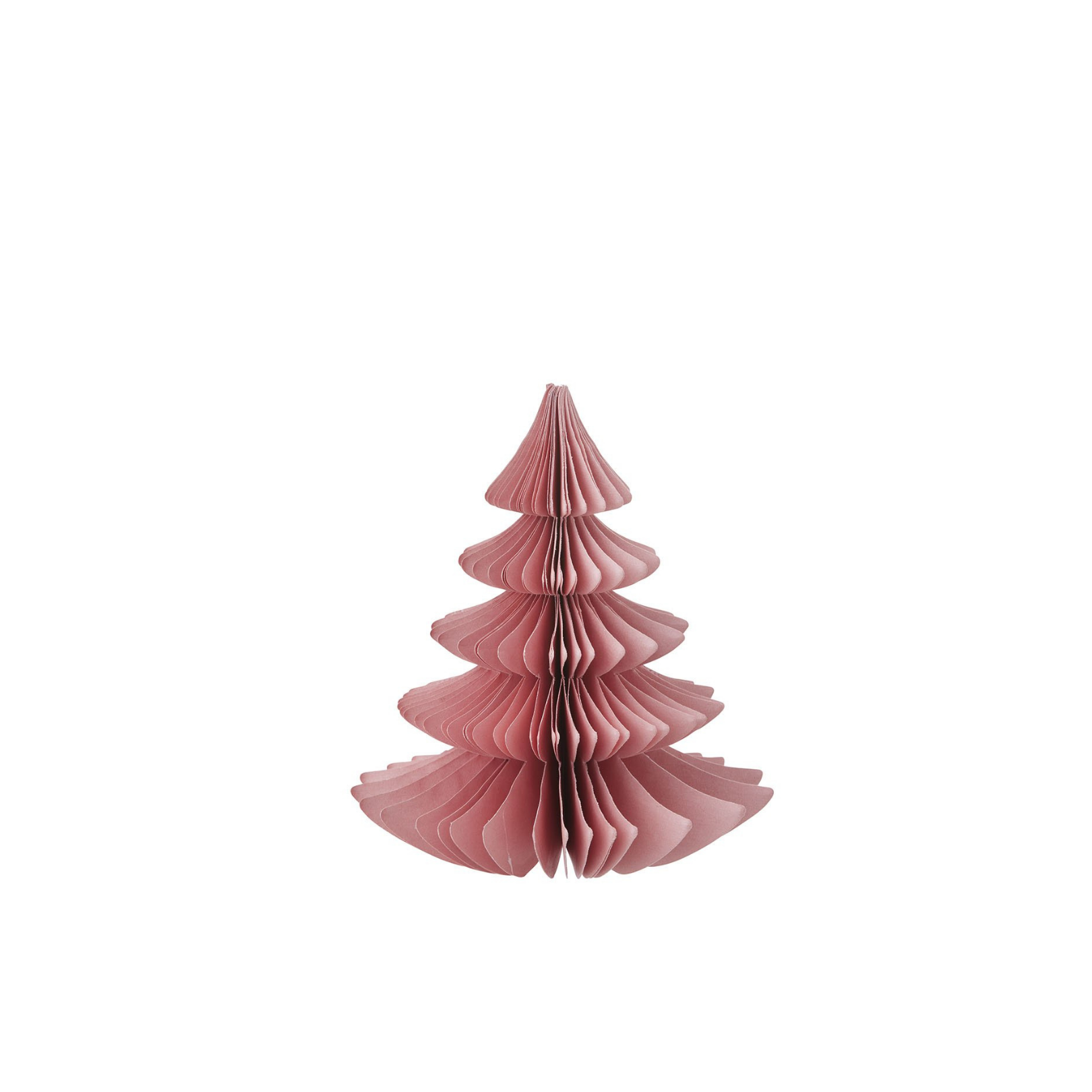 Evergreen Paper Tree