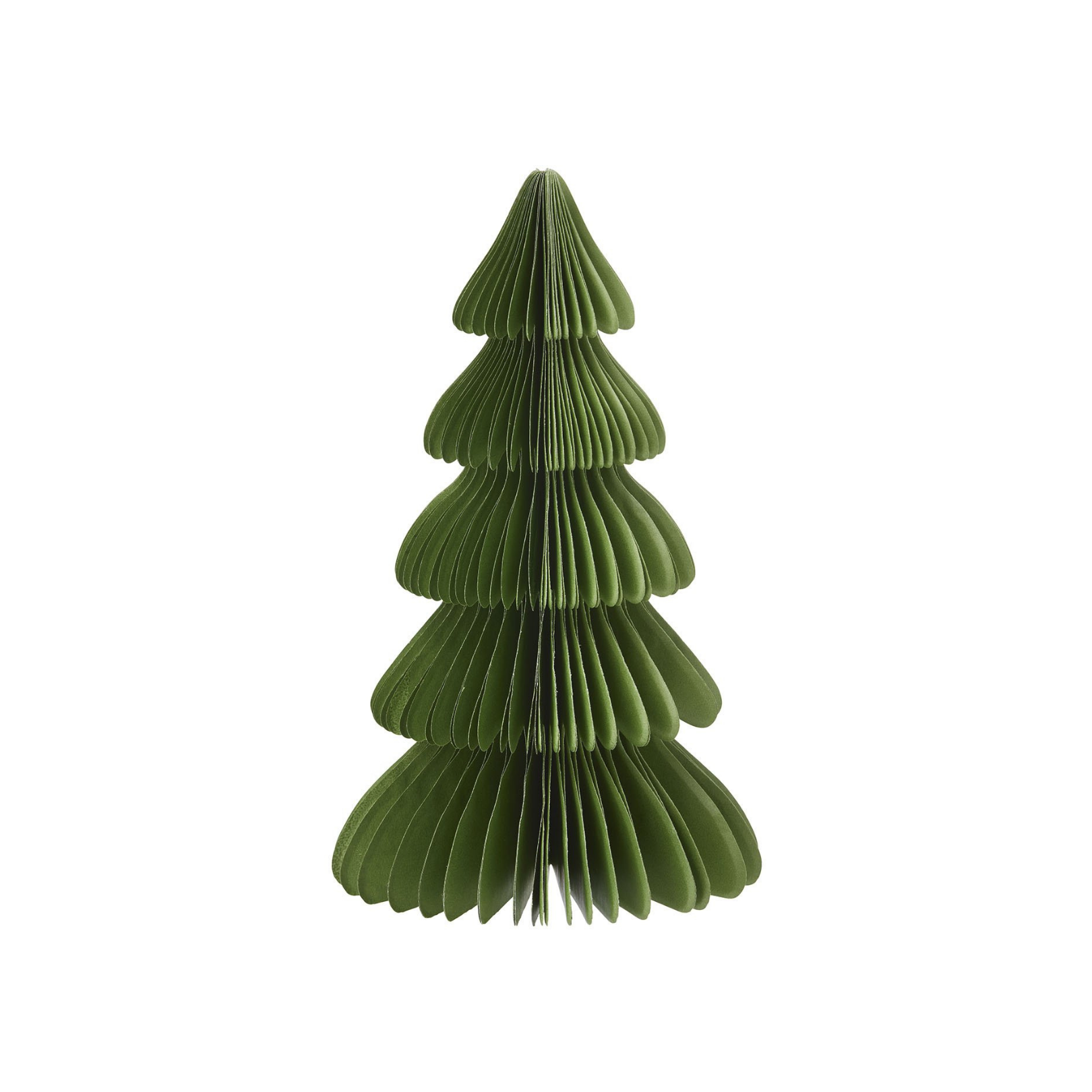 Evergreen Paper Tree