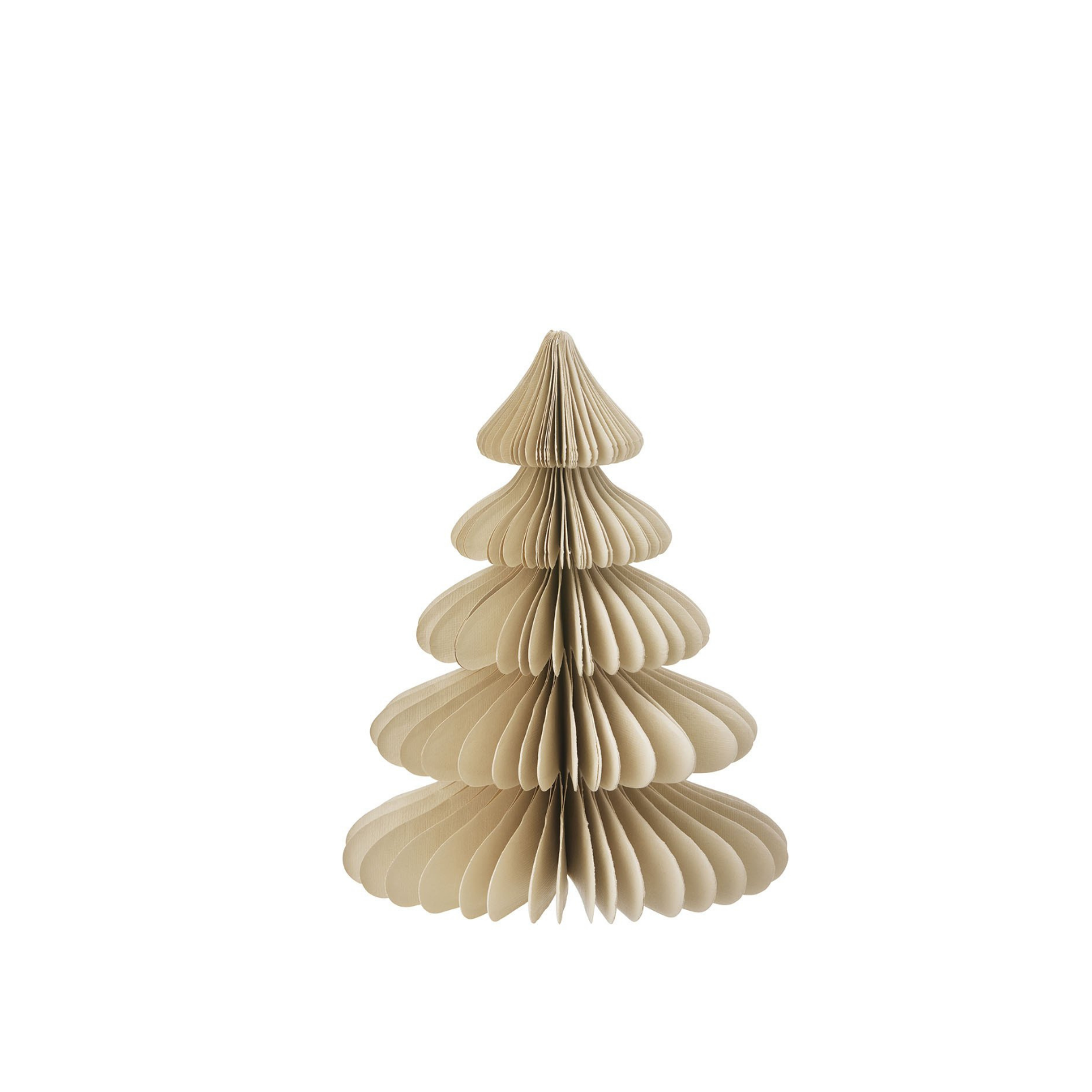 Evergreen Paper Tree