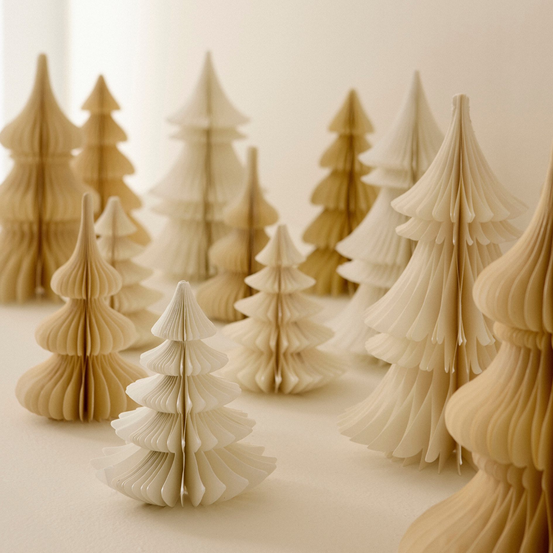 Evergreen Paper Tree