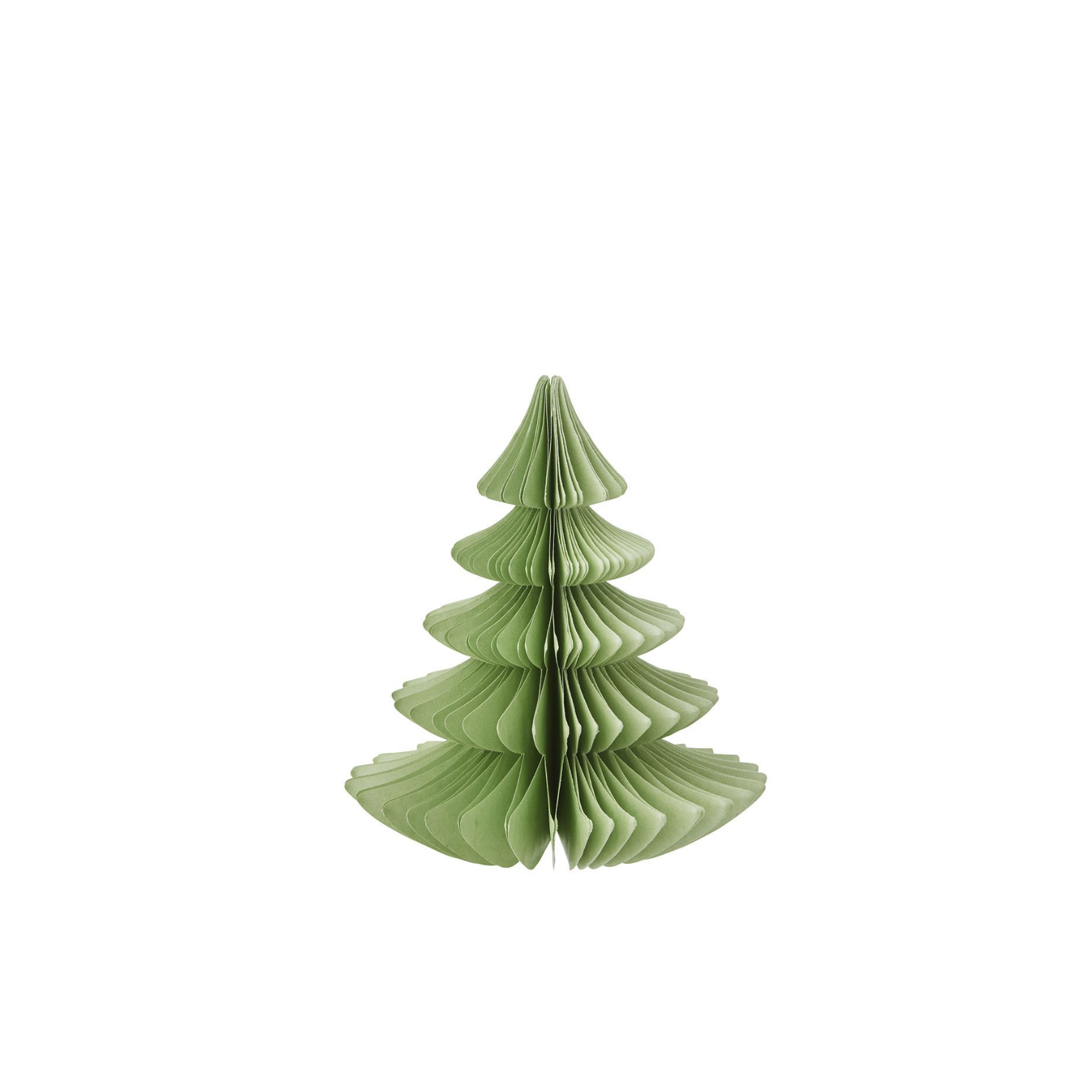 Evergreen Paper Tree