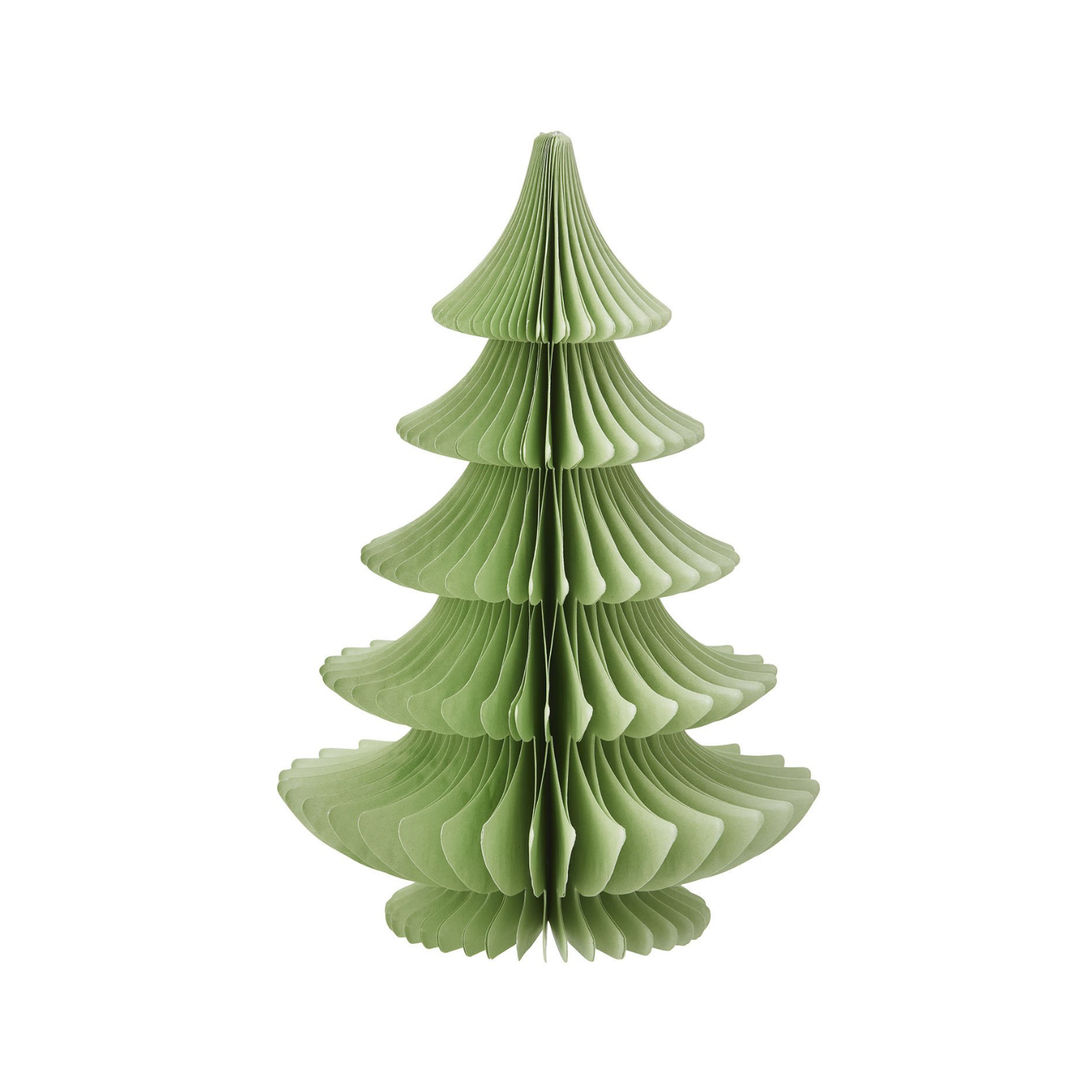 Evergreen Paper Tree