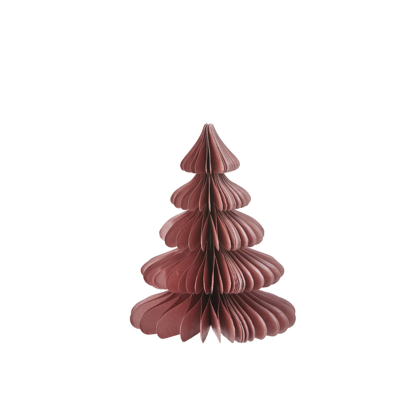 Evergreen Paper Tree