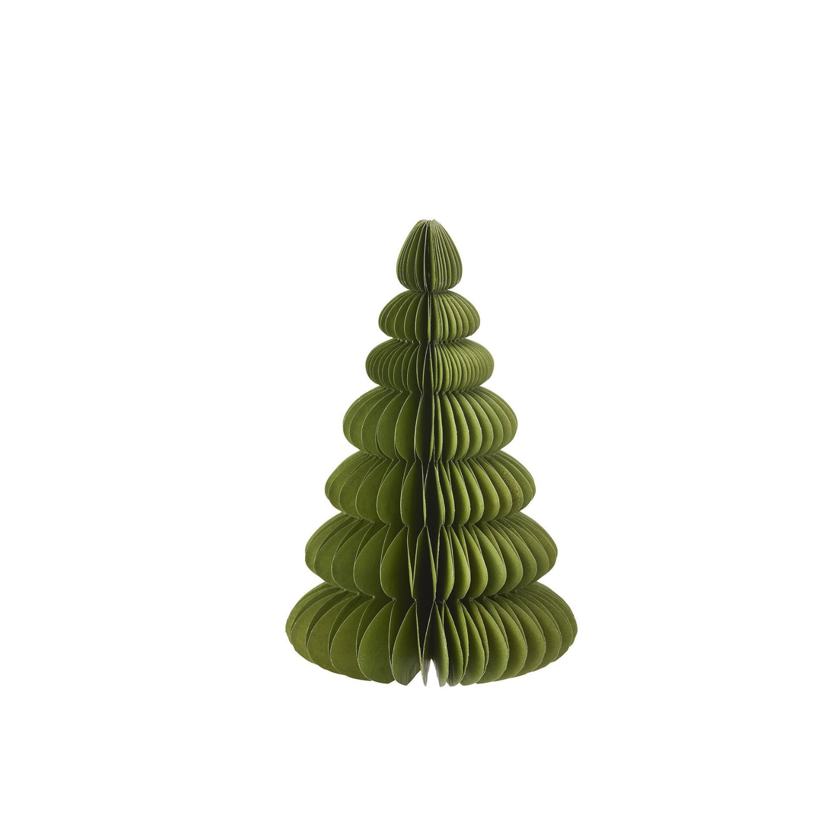Evergreen Paper Tree